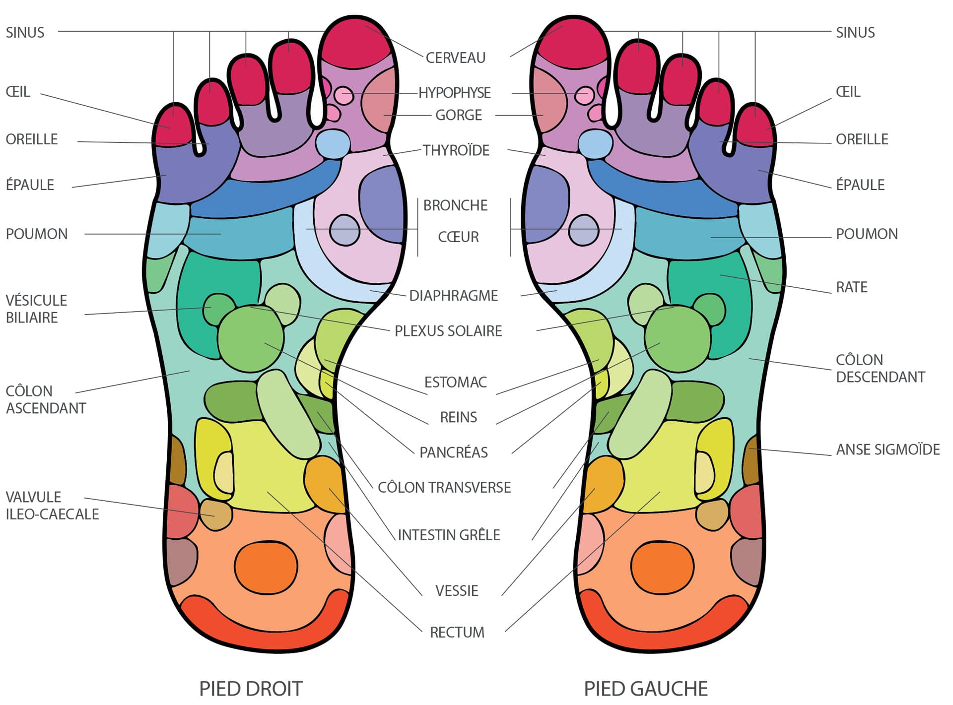 Cartographie plantaire